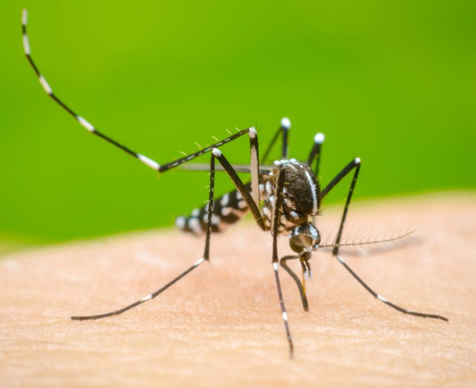 Dengue en Calamuchita: los consejos de una profesional para prevenir la enfermedad